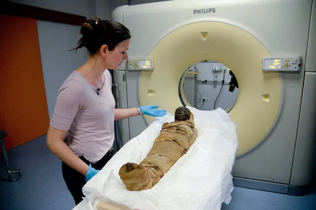 An employee prepares an ancient Egyptian child mummy for a computer tomographic scan in the St. Bernward hospital in Hildesheim, Germany, 15 July 2015. Two child mummies of museums are to be examined in the hospital. Different peculiarities of the two mummies raised questions that can be clarified through this method. The examination could lead to new findings in the research of the ancient Egyptian mummification tradition. (Photo by Peter Steffen/EPA)