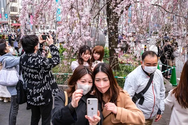 People takes photos in front of cherry blossoms at Ueno Park in Tokyo on March 21, 2022. (Photo by Philip Fong/AFP Photo)