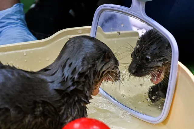 A river otter (lontra longicaudis) of 6-weeks-old looks in the mirror during a bath in the Animal Welfare Unit of the Zoo in Cali, Colombia, on October 22, 2019. The baby otter was found abandoned brought to the Cali Zoo for breeding, for its extensive experience in raising these species. According to the International Union for Conservation of Nature the river otter (lontra longicaudis) are in danger of extinction, because of mining, agriculture, pollution of rivers and housing construction in their habitat. (Photo by Luis Robayo/AFP Photo)
