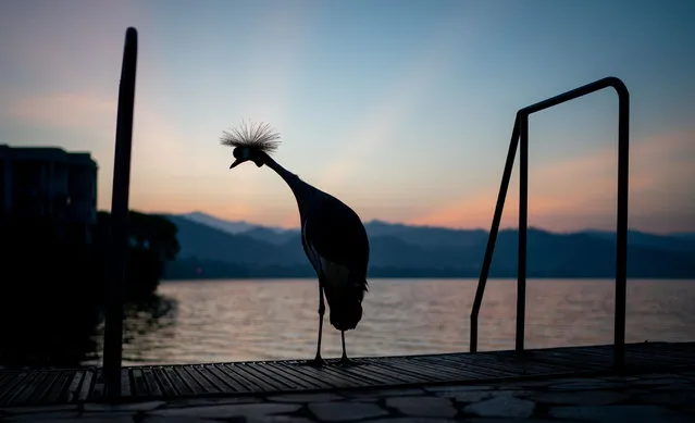 A crane stands on the shore of Kivu, on the border between the Democratic Republic of the Congo and Rwanda on September 4, 2019. (Photo by Kay Nietfeld/dpa)