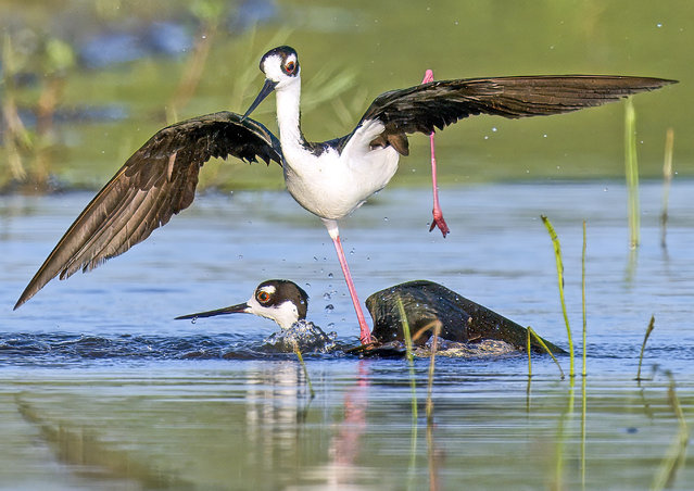 A pair of black-necked stilts fight over their marshland territory in Orlando, Florida in the last decade of July 2024. (Photo by Jake Landing/Solent News)