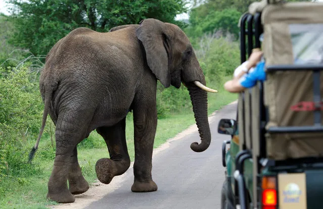 A bull elephant walks past a car filled with tourists in South Africa's Kruger National Park, December 10, 2009. (Photo by Mike Hutchings/Reuters)