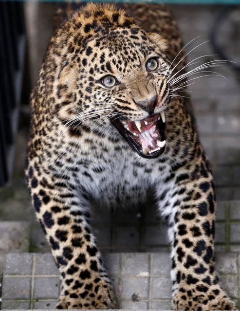 A wild leopard reacts on the stairs as it tries to escape from a compound of a house in Kathmandu, Nepal June 1, 2016. (Photo by Navesh Chitrakar/Reuters)