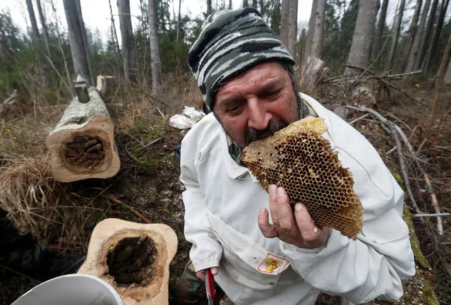 A Belarusian farmer tastes honey made by wild bees in the trunk of a tree in a forest near the village of Sakaloyka, Belarus on November 14, 2019. (Photo by Vasily Fedosenko/Reuters)
