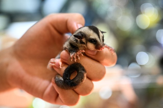 A person holds a sugar glider during Pet Fair Asia in Shanghai on August 21, 2024. (Photo by Hector Retamal/AFP Photo)