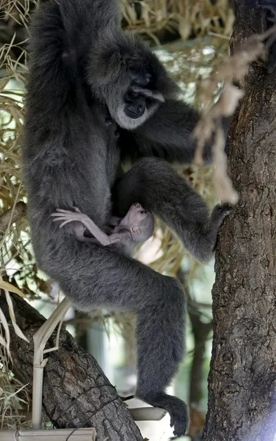 A newly born Silvery Gibbon baby is held by its mother Alangalang at Prague Zoo, Czech Republic, July 30, 2015. (Photo by David W. Cerny/Reuters)