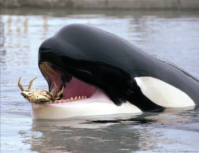 Keiko, the famous killer whale, carries a live crab in his mouth while cavorting in his pool at Oregon Coast Aquarium in Newport, Ore., Tuesday, June 9, 1998. The Icelandic government stated Tuesday, that Keiko is welcome in their coastal waters and the Free Willy-Keiko Foundation is scouting locations for Keiko's floating pen. Keiko was playing with the crab, picking it up twice and spitting it out in shallow water. (Photo by Don Ryan/AP Photo)