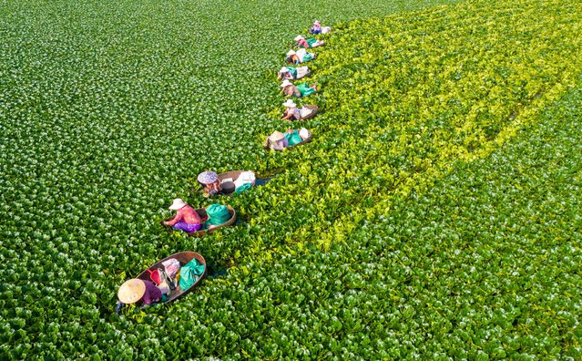 Villagers row buckets to pick water chestnuts in Hai'an city, East China's Jiangsu province, in Huai'an, China, on August 22, 2024. (Photo by Costfoto/NurPhoto/Rex Features/Shutterstock)