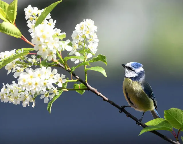 A bluetit sits at a lilac branch in a garden in Eichenau, southern Germany, during sunny spring weather on May 3, 2022. (Photo by Christof Stache/AFP Photo)