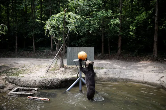 A bear plays with a ball in a pond on a hot day at an amusement park in Yongin, South Korea, June 21, 2017. (Photo by Kim Hong-Ji/Reuters)