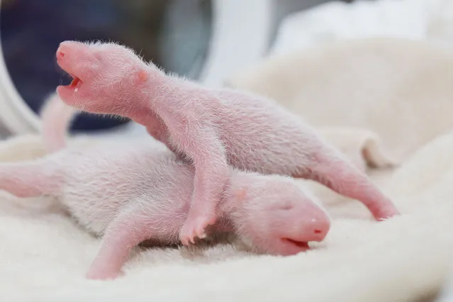 Twin giant panda cubs are seen in Chengdu, Sichuan Province, China, June 21, 2016. According to local media, a giant panda named Ya Li gave birth to the twins on June 20, 2016, which are the first giant panda twins of 2016 anywhere in the world. (Photo by Reuters/China Daily)