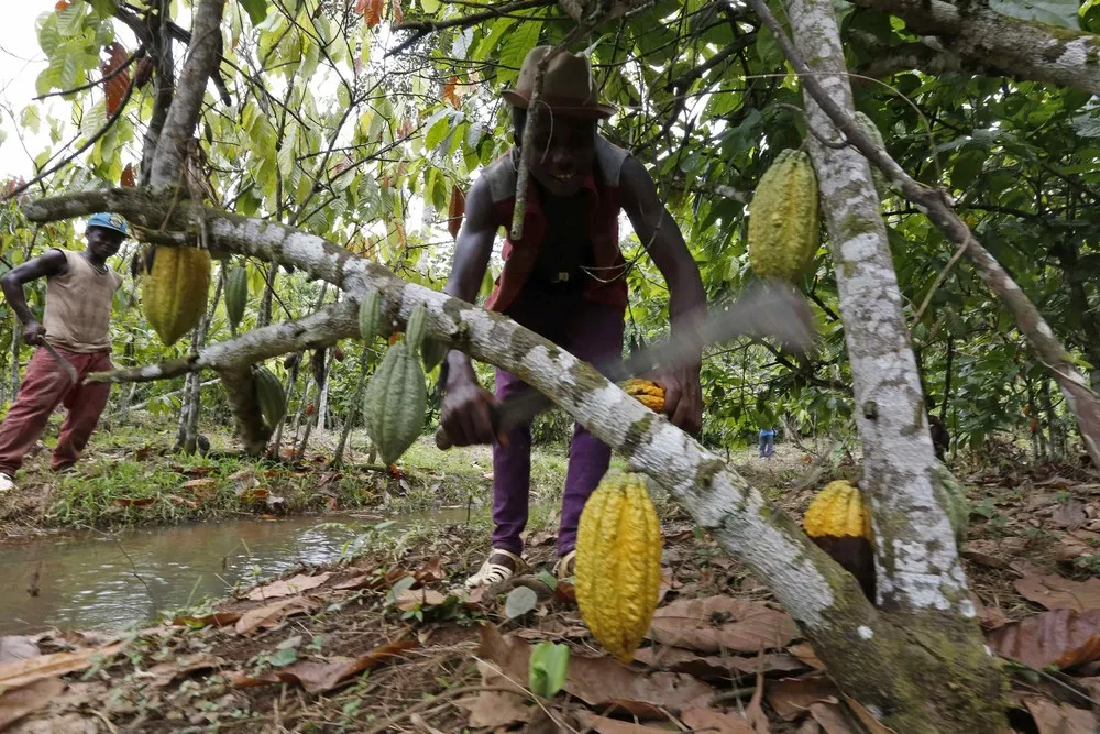 Cocoa Trouble in Ghana