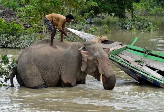 A mahout bathes his elephant inside the flooded Kaziranga National Park in Nagaon district, Assam, August 15, 2017. (Photo by Anuwar Hazarika/Reuters)