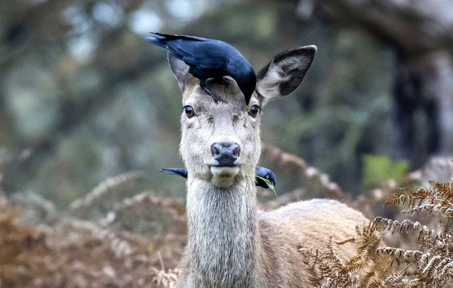 Crows perch on a female red deer in Richmond Park in London, Britain on November 10, 2024. Richmond Park covering an area of 2,500 acres is a National Nature Reserve and home to several hundred red and fallow deer. (Photo by Xinhua News Agency/Rex Features/Shutterstock)