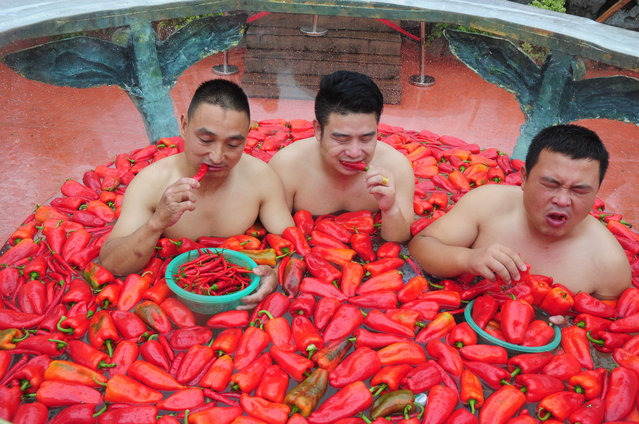 This photo taken on August 12, 2017 shows competitors eating chili peppers while taking a “chili bath” during a chili pepper eating competition in Ningxiang in central China' s Hunan province The winner of the contest, held in the scenic region to attract tourists to Hunan province which is famous for spicy food, was the person who could eat 15 chili peppers in one minute. (Photo by AFP Photo/Stringer)