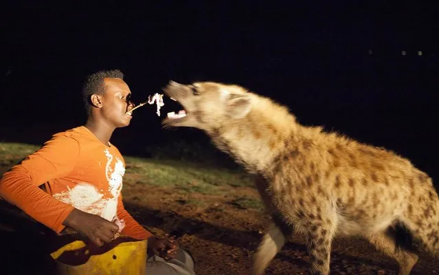 Abass Yusuf holds in his mouth meat on a stick to feed a hyena in Harar, Ethiopia, on July 29, 2014. Yusuf has taken over his father's job to feed hyenas as many tourists come to feed the animals. (Photo by Zacharias Abubeker/AFP Photo)