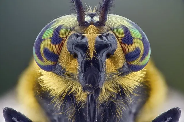 A close-up shot of an insect on August 2014, in Banten, Indonesia.  Wildlife photographer takes incredible close-up images of tiny bugs. Yudy Sauw has captured close-up images of creepy crawlies – revealing their disturbing faces. The insects have an assortment bulging eyes and sharp pincers and look grotesque in the face-to-face shots. The miniature-models include a soldier fly, a red ant and a longhorn beetle. (Photo by Yudy Sauw/Barcroft Media)