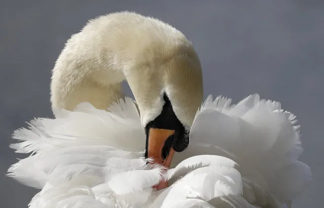 A swan cleans its feathers near the Serpentine in Hyde Park in London, Monday, April 13, 2020. (Photo by Kirsty Wigglesworth/AP Photo)