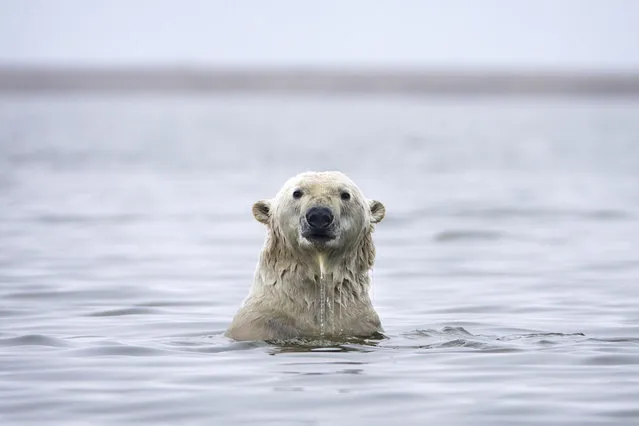 A polar bear plays in the water after feasting on the remains of a bowhead whale, harvested legally by whalers during their annual subsistence hunt, just outside the Inupiat village of Kaktovik, Alaska, USA, 11 September 2017. (Photo by Jim Lo Scalzo/EPA/EFE)