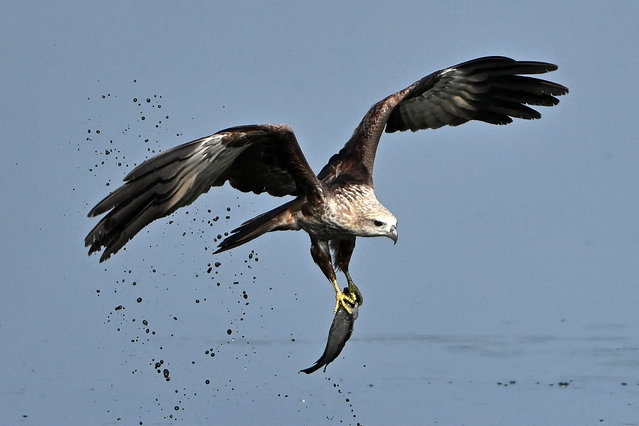 A black kite hunts for fish on a cold winter morning at Kalkere Lake in Bengaluru, India on January 1, 2025. (Photo by Idrees Mohammed/AFP Photo)