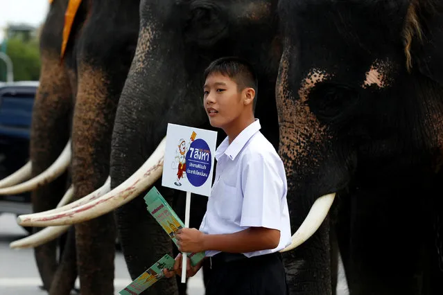 A Thai student holds posters in front of elephants during a campaign ahead of the August 7 referendum in Ayutthaya province, north of Bangkok, Thailand, August 1, 2016. (Photo by Chaiwat Subprasom/Reuters)