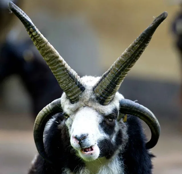 A Jacob sheep stands in its enclosure in the zoo Stralsund, northern Germany, on September 8, 2014. Jacobs may have from two to six horns, but most commonly have four. (Photo by Stefan Sauer/AFP Photo/DPA)