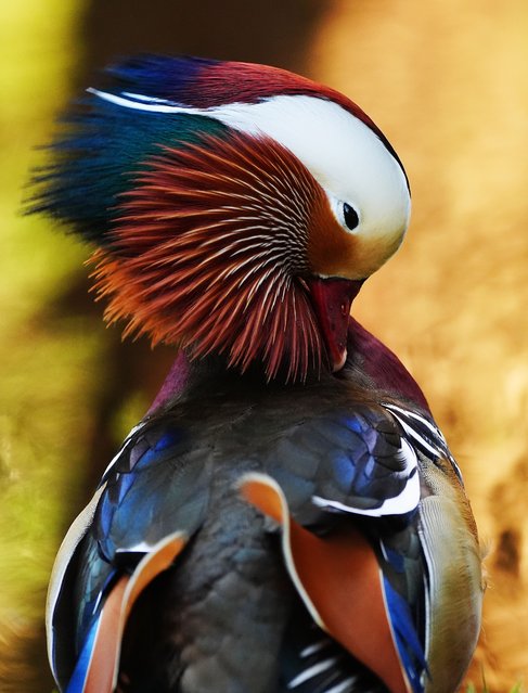 A mandarin duck preening in Dublin's Botanic gardens on Thursday, February 6, 2025. Native to east Asia, mandarins were brought to Britain and Ireland from China in the middle of the 18th Century. Some of them escaped or were released from wildfowl collections during the 1930s. (Photo by Brian Lawless/PA Images via Getty Images)