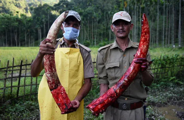 Forest officials hold tusks of a wild elephant, who, they claim died due to food poisoning, near Panbari Village on the outskirts of Guwahati, India November 2, 2017. (Photo by Anuwar Hazarika/Reuters)