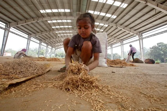 Pooja, 8, daughter of a daily wage worker who used to work at a wholesale grain market, collects leftover paddy from the empty wholesale market during an extended nationwide lockdown to slow the spreading of coronavirus disease (COVID-19), in Chandigarh, April 16, 2020. (Photo by Ajay Verma/Reuters)