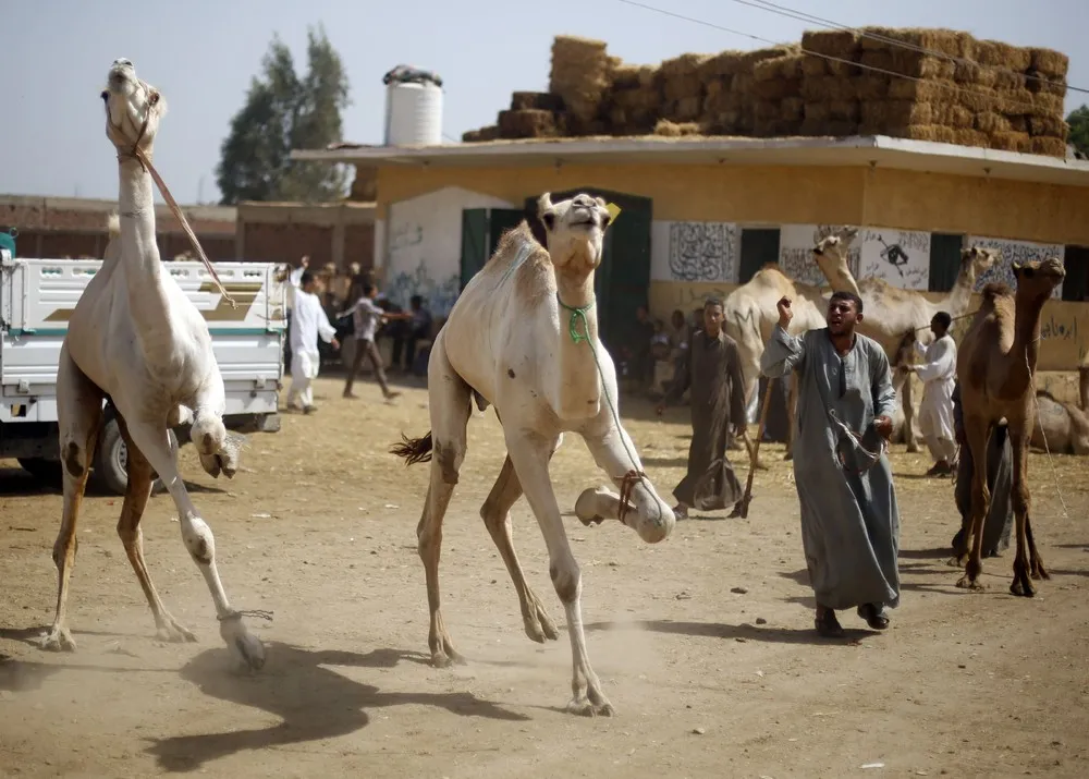 Birqash Camel Market