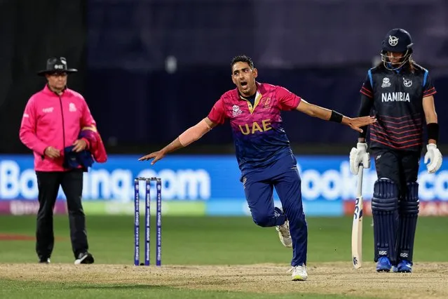 UAE's Zahoor Khan celebrates the wicket of Namibia's Zane Green during the ICC men's Twenty20 World Cup 2022 cricket match between Namibia and United Arab Emirates at Kardinia Park in Geelong on October 20, 2022. (Photo by Martin Keep/AFP Photo)