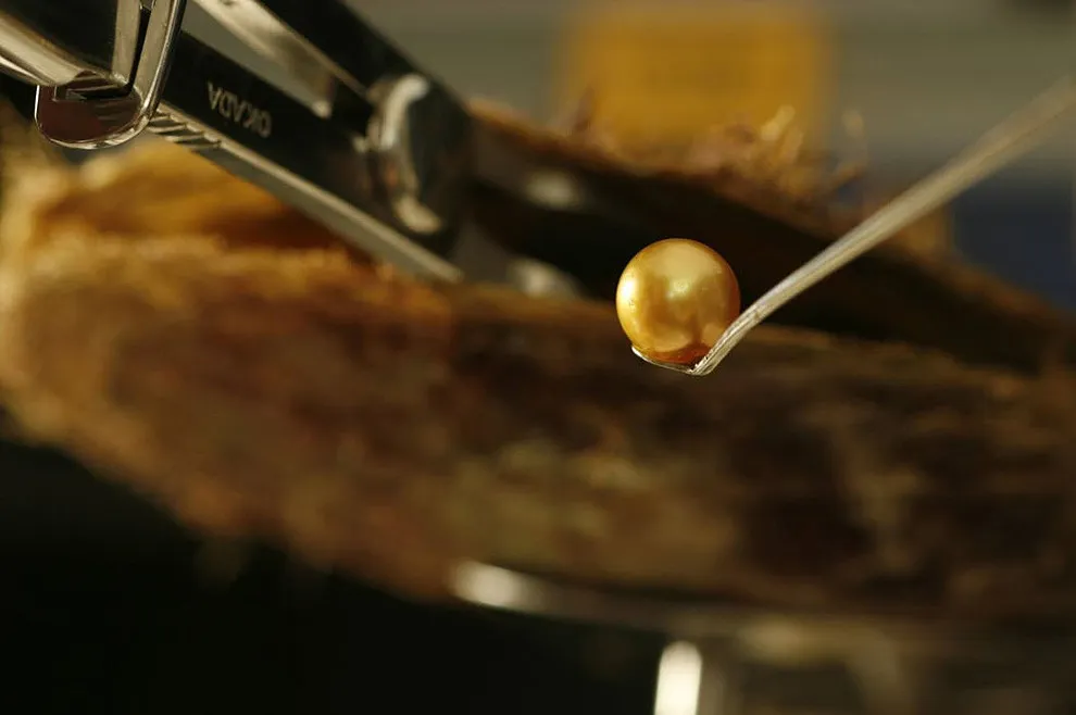 Golden Pearl Farming In Philippines