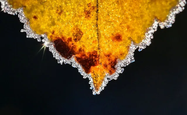 A photograph taken on October 25, 2022 shows a leaf covered with hoarfrost in the garden outside Moscow early morning, as the air temperatures in the Russian capital dropped below zero during the night. (Photo by Yuri Kadobnov/AFP Photo)