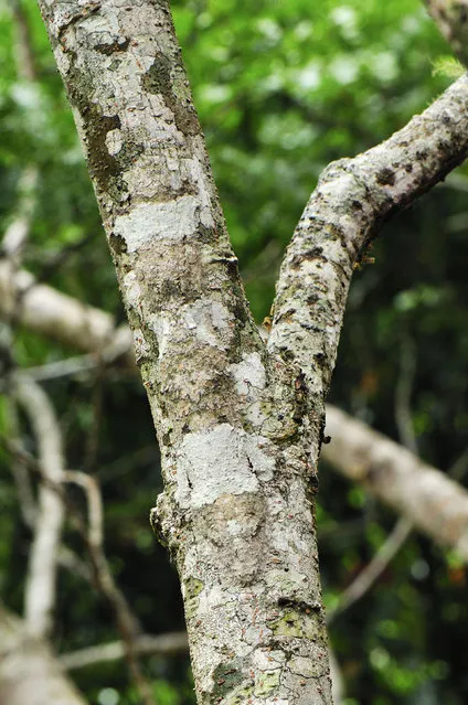 A mossy Leaf-tailed Gecko blends in perfectly with the branch of a tree – at Montagne dAmbre National Park – Antsiranana, Northern Madagascar. (Photo by Thomas Marent/Caters News/Ardea)