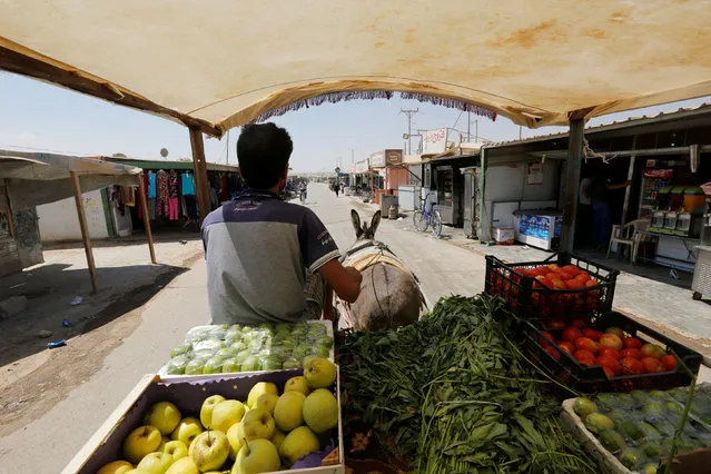 Syrian refugee Bashar al-Khashman, who came from Daraa in Syria three years ago, rides his donkey cart to sell fruits and vegetables to fellow refugees at Al Zaatari refugee camp in the Jordanian city of Mafraq, near the border with Syria, August 18, 2016. (Photo by Muhammad Hamed/Reuters)