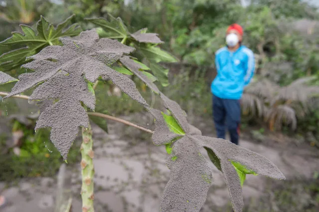 Plants in a garden are covered in ash from the eruption of Mount Agung volcano in Jungutan Village, Karangasem, Bali, Indonesia on November 26, 2017. (Photo by Nyoman Budhiana/Reuters/Antara Foto)