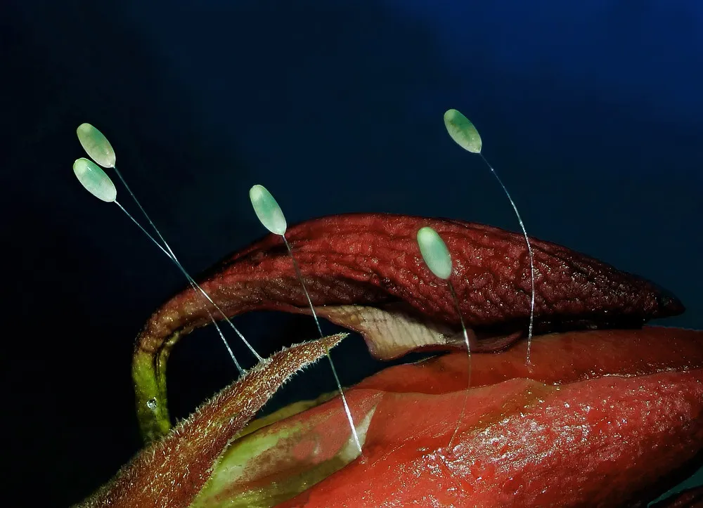 Nikon Small World 2014