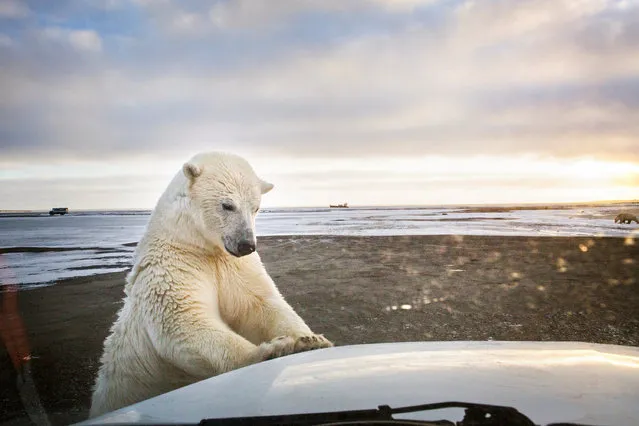 In late summer and early autumn polar bears flock to the native village of Kaktovik in the Alaskan Arctic to eat at “the boneyard” – the remains of whales annually hunted by the community. (Photo by Katie Orlinsky/Getty Images)