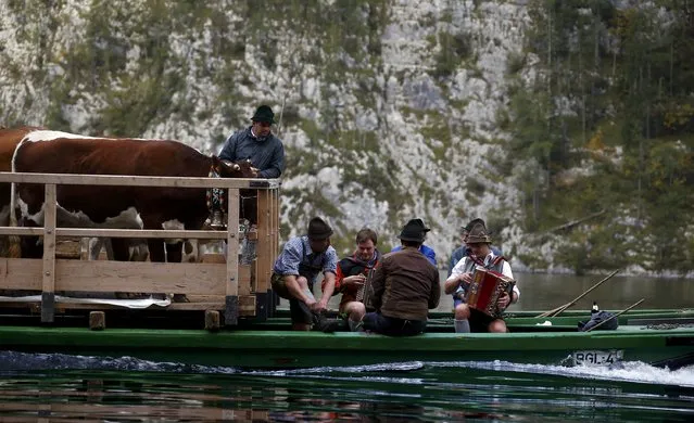 Bavarian farmers play instruments as they transport their cows on a boat over the picturesque Lake Koenigssee, Germany, October 3, 2015. (Photo by Michael Dalder/Reuters)