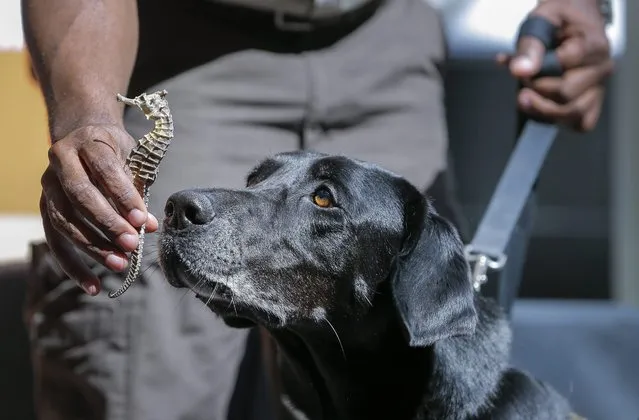 Viper, a wildlife detection K-9 dog with the US Fish & Wildlife Service, demonstrates finding a bag of previously seized dried seahorses, as officials launch a public awareness campaign against the illegal wildlife trade at Hartsfield Jackson Atlanta International Airport in Atlanta, Georgia, USA, 07 September 2016. The US Fish & Wildlife Service and the WildAid conservation group hope to reduce the incidence of illegal wildlife trafficking on a global scale. (Photo by Erik S. Lesser/EPA)