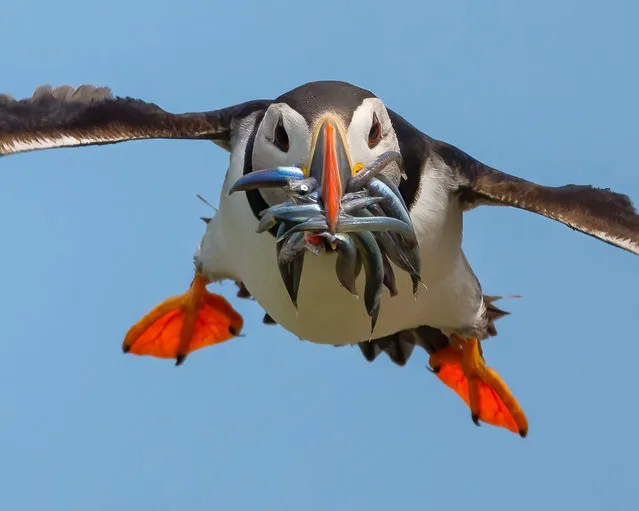 British puffin mid-flight with a beak full of small fish, their favourite foods being sand eels, herring and hake in Farne Islands, United Kingdom in June 2022. These pint-sized creatures are just 12 inches in height and have a wingspan of 25 inches. (Photo by Mathijs van Lisdonk/Media Drum Images)