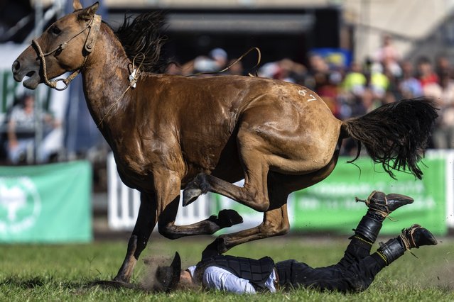 A gaucho or South American cowboy is bucked off by a wild horse during the Criolla Week rodeo festival, in Montevideo, Uruguay, Tuesday, March 26, 2024. Since 1925, the rodeo has been a Holy Week tradition. (Photo by Matilde Campodonico/AP Photo)