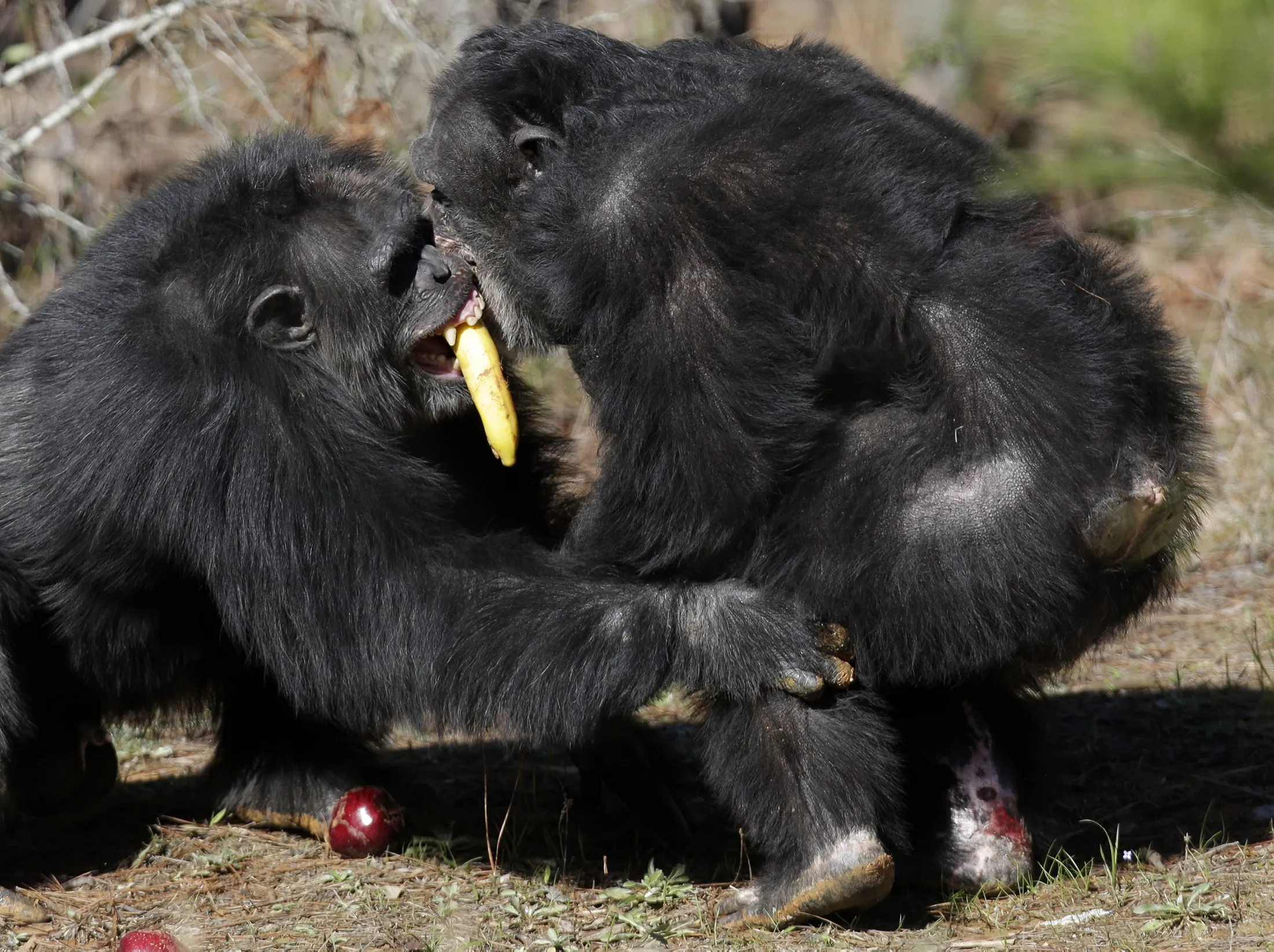 Годы жизни обезьяны. Размножение шимпанзе. Жизнь диких обезьян. Жизнь шимпанзе в дикой природе. Жизнь обезьян в дикой природе.