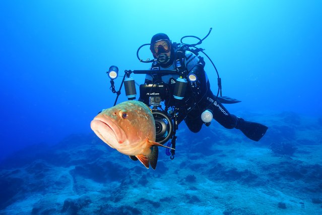 Underwater cinematographer and documentary producer Tahsin Ceylan captures numerous Dusky Groupers (Epinephelus marginatus), a key fish species of the Mediterranean, which is listed on the IUCN Red List during a dive near Kas, Antalya, Turkiye on May 25, 2025. Groupers fishing has been banned by Turkish Ministry of Agriculture and Forestry to protect the local ecosystem. (Photo by Tahsin Ceylan/Anadolu via Getty Images)
