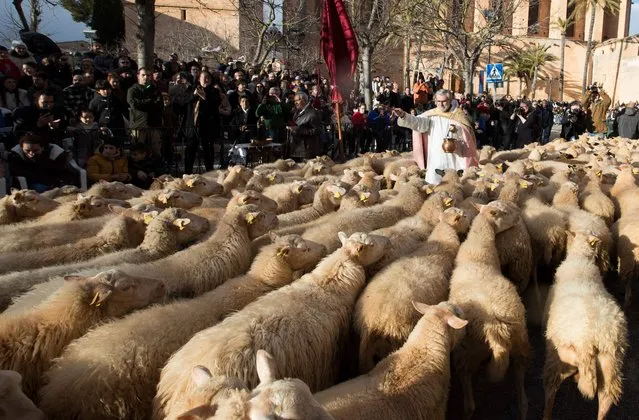 A priest blesses a flock of sheep during the “Beneides” (Benedictions in Majorcan language) traditional ceremony of blessing animals that marks the day of San Anton (Saint Anthony), the animals' patron saint, in Muro, on the Spanish Balearic island of Majorca, on January 17, 2023. (Photo by Jaime Reina/AFP Photo)