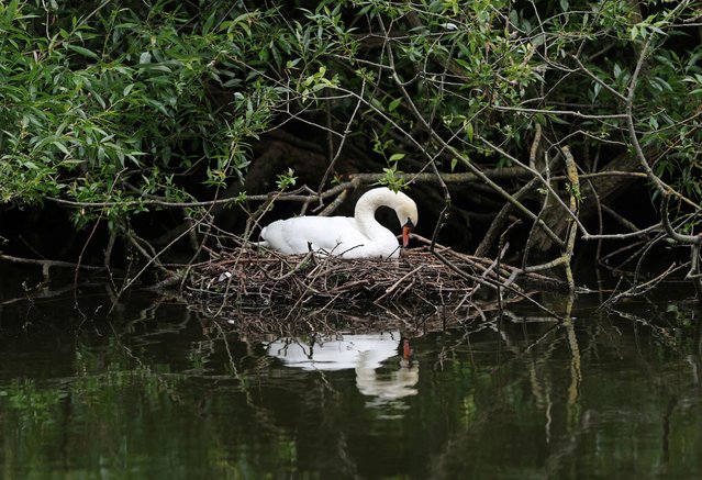A swan sits on a nest in St James's Park in London, Britain, on June 9, 2025. (Photo by Toby Melville/Reuters)
