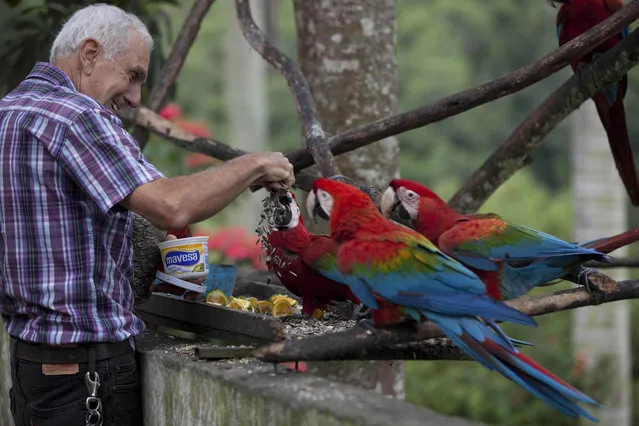 Vittorio Poggi, 70, an Italian immigrant feeds sunflower seeds to red macaws at his house in San Antonio De Los Altos at the outskirts of Caracas, Venezuela. Poggi is credited with the introducing the macaws to the valley where Caracas is situated in the 1970's, who says he found and nurtured a lost macaw, and trained it to fly next to his motorcycle as he cruised around his neighborhood. (Photo by Ariana Cubillos/AP Photo)