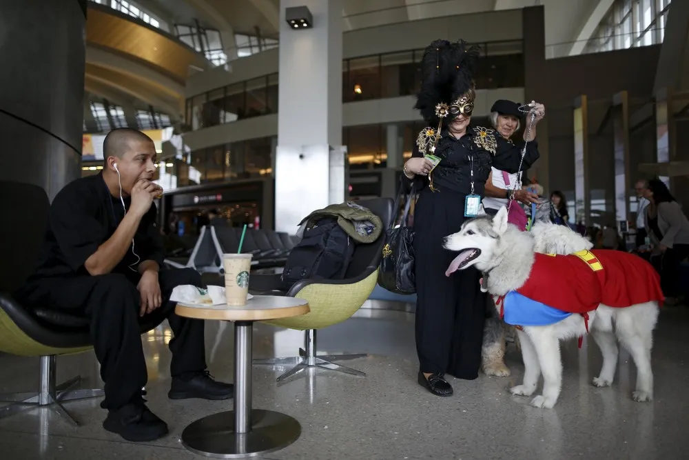 Airport Offers Dog Therapy to De-Stress Passengers