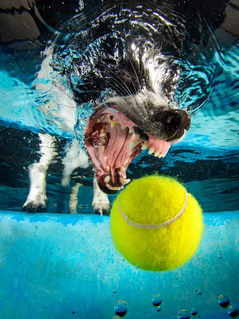 A Jack Russell cross Japanese Spitz chases the underwater ball. (Photo by Jonny Simpson-Lee/Caters News Agency)