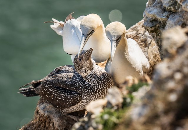 Nesting gannets and their young at Bempton Cliffs in Yorkshire, UK on Wednesday, August 27, 2025, after over 250,000 seabirds flocked to the chalk cliffs to find a mate and raise their young. (Photo by Danny Lawson/PA Images via Getty Images)